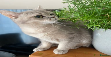 British Shorthair cats - Advert 5