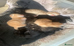 Mixed Breed cats for sale: Gorgeous kittens💗 - Image 2