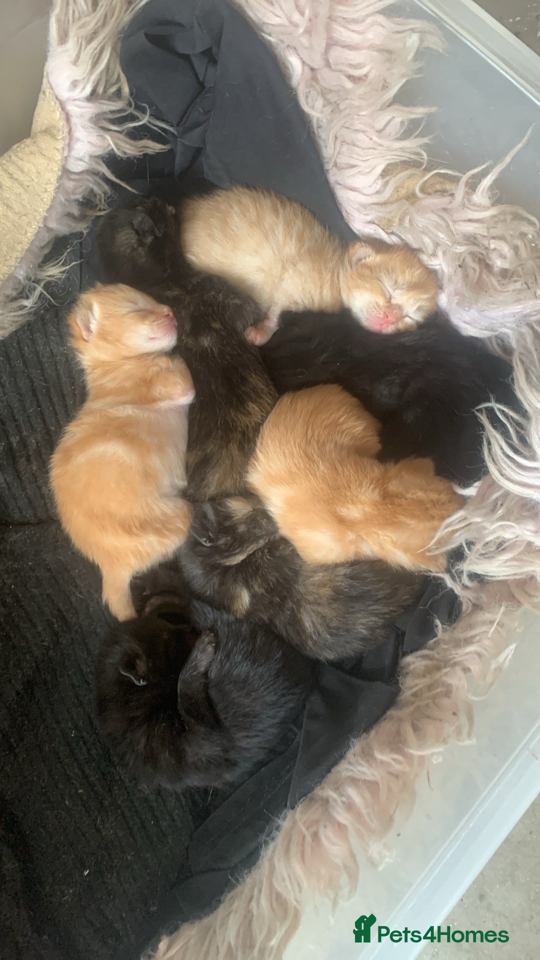 Mixed Breed cats for sale: Gorgeous kittens💗 - Image 2