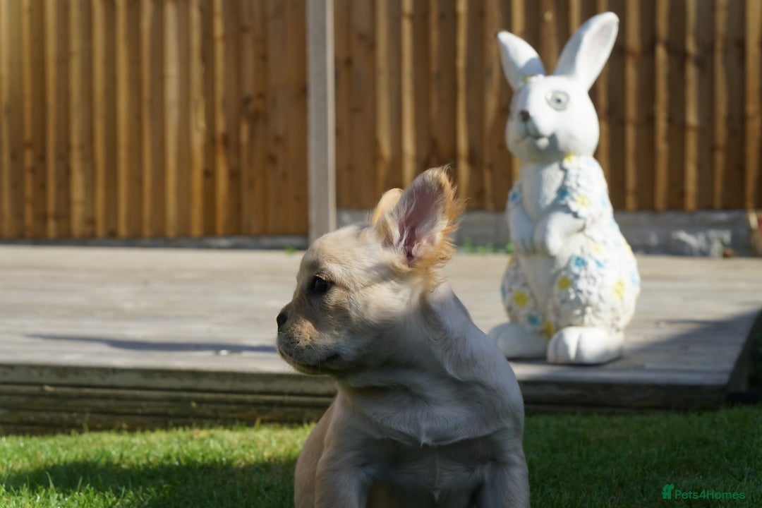 French Bulldog dogs for sale: Exceptional KC Fluffy French Bulldog Puppies - Image 20