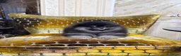 Pomeranian dogs for sale: BLACK & TAN GIRL and BOY - Advert 25
