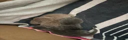 British Shorthair cats for stud: Lilac bsh stud duties - Advert 6