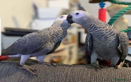 Parrots birds for sale: Super Tamed African Grey Parrots With Cage. - Image 7