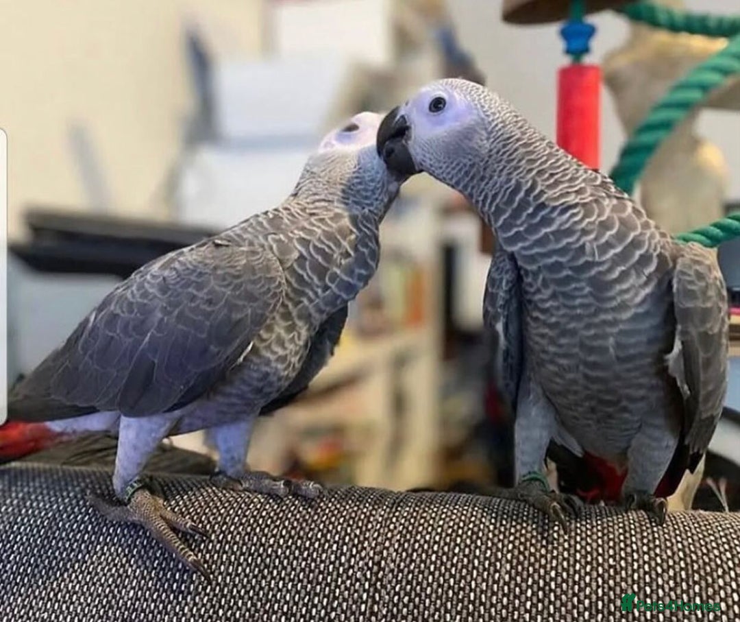Parrots birds for sale: Super Tamed African Grey Parrots With Cage. - Image 7