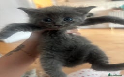 British Shorthair cats for sale: British Blue X Ragdoll champion bloodline  - Image 1