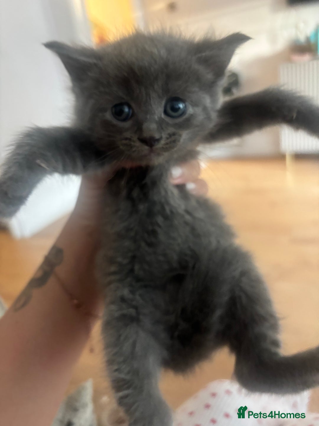 British Shorthair cats for sale: British Blue X Ragdoll champion bloodline  - Image 1