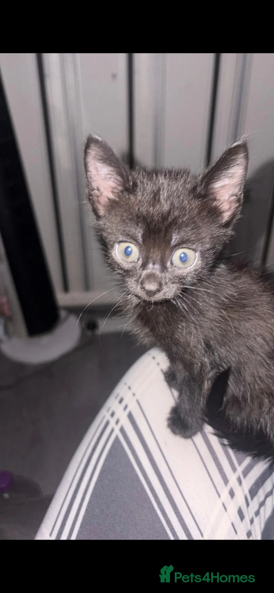Mixed Breed cats for sale: Kittens  - Advert 5