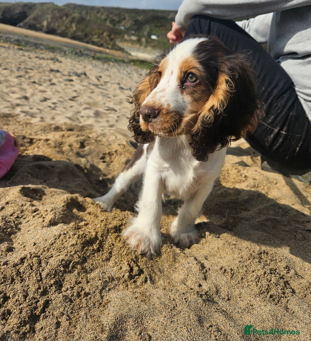 Cocker Spaniel dogs for sale: 17 week Cocker Spaniel - Advert 5