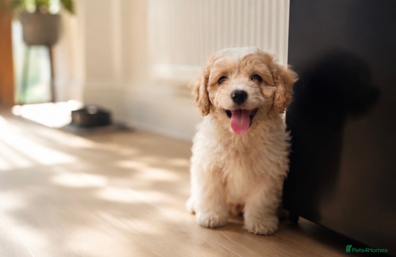 Cavachon dogs ⭐️ Girs Remain ⭐️ - Advert 3
