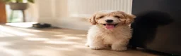 Cavachon dogs for sale: 💕 READY NOW VACCINATED  - Advert 22