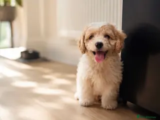 Cavachon dogs ⭐️ Girs Remain ⭐️ - Advert 1
