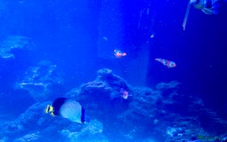 Butterfly Fish fish for sale: Marine fish for sale  - Image 3