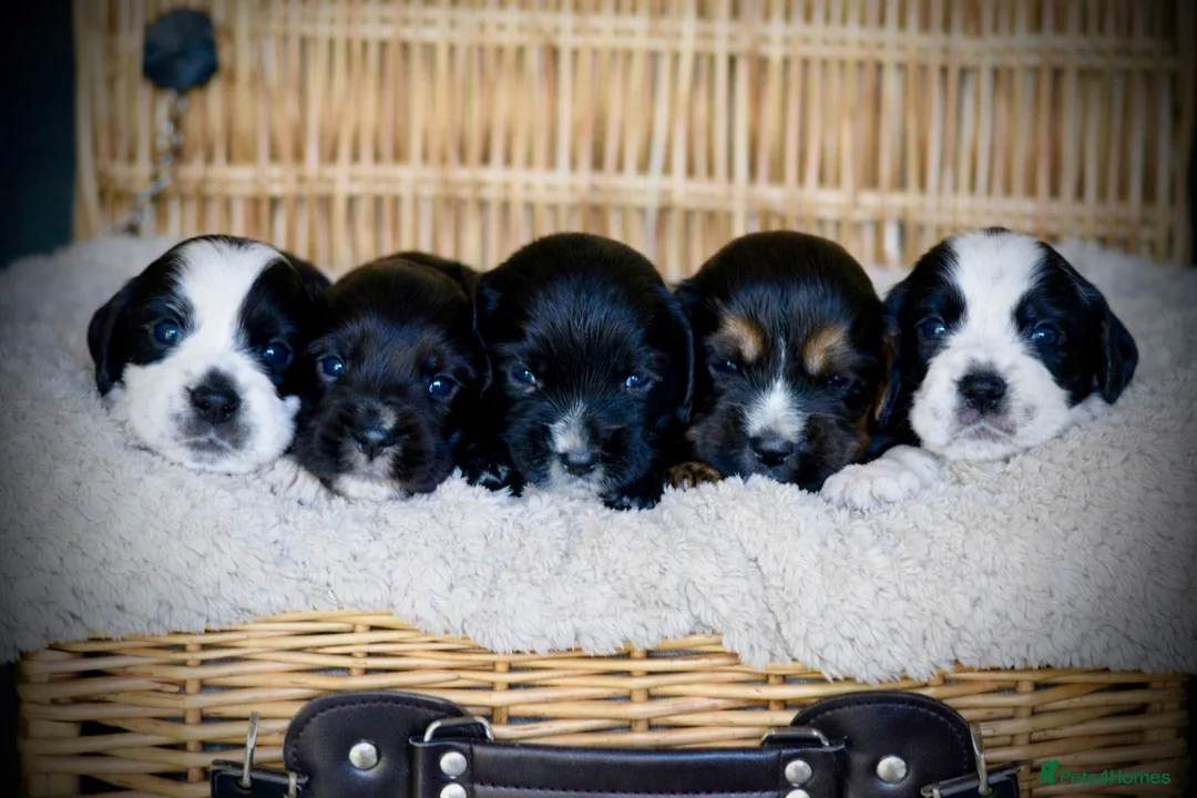 Cocker Spaniel dogs for sale: Cocker Spaniels For Sale in Keighley - Advert 1