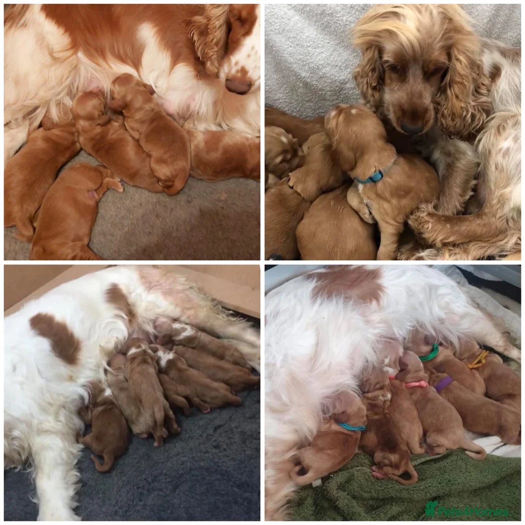 Cocker Spaniel dogs for stud: *Mungo* GOLDEN Show Cocker PEDIGREE BEST TESTED in Bradford-on-Avon - Advert 31