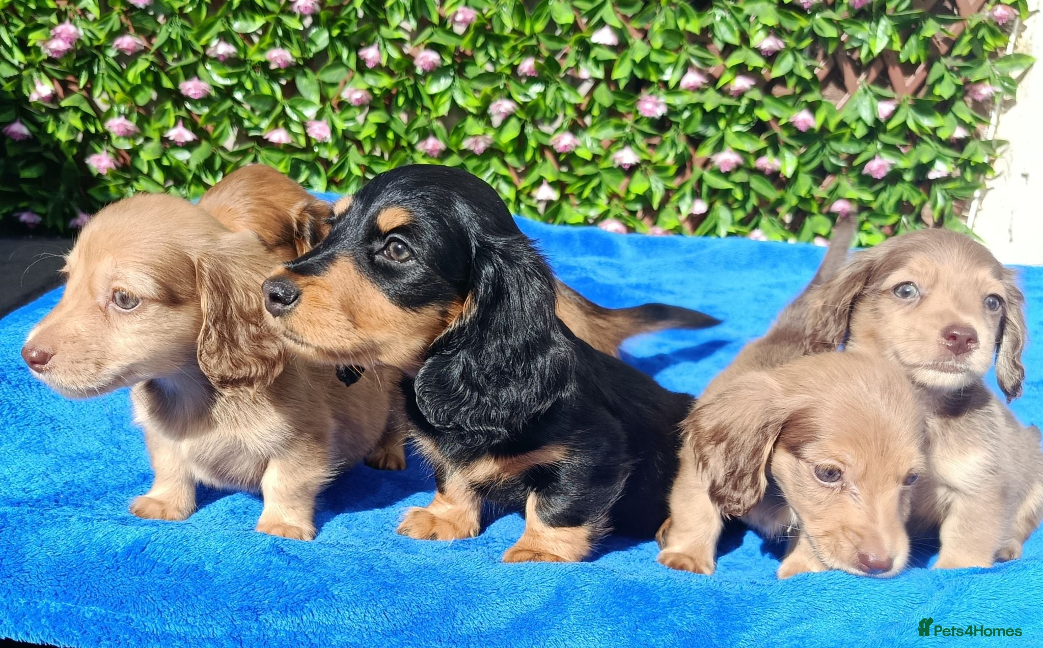 Dachshund dogs LONG HAIRED MINI PRA KC REG SHADED CREAMS  - Advert 2