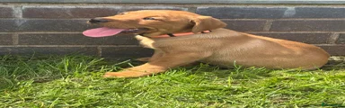 Labrador Retriever Puppy 3