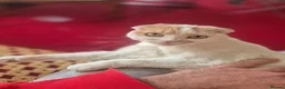 Mixed Breed cats for sale: Scottish fold/ Sphinx mix - Advert 8