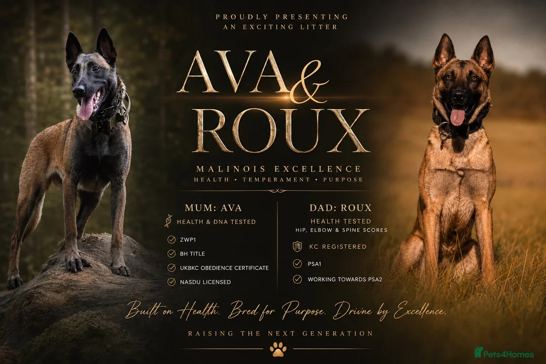 Belgian Shepherd Dog dogs for sale: Health tested dark stable but able Malinois  - Advert 30