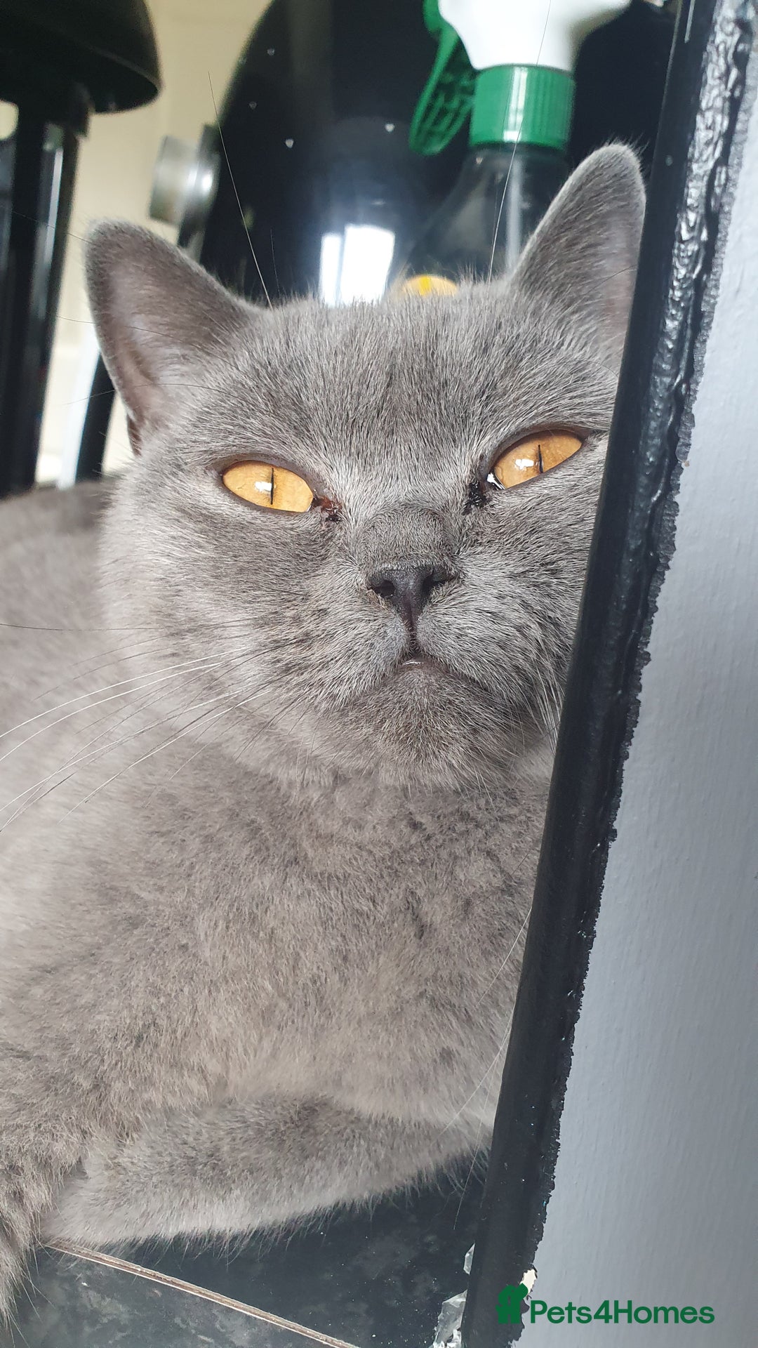 Mixed Breed cats for sale: British short haired/cross breed kittens - Image 1
