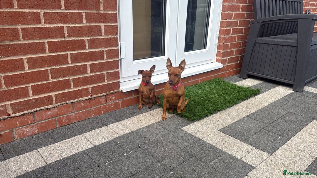 Miniature Pinscher dogs for sale: PURE 100% Miniature Pinscher , KC-reg, DNA tested in Manchester - Image 17