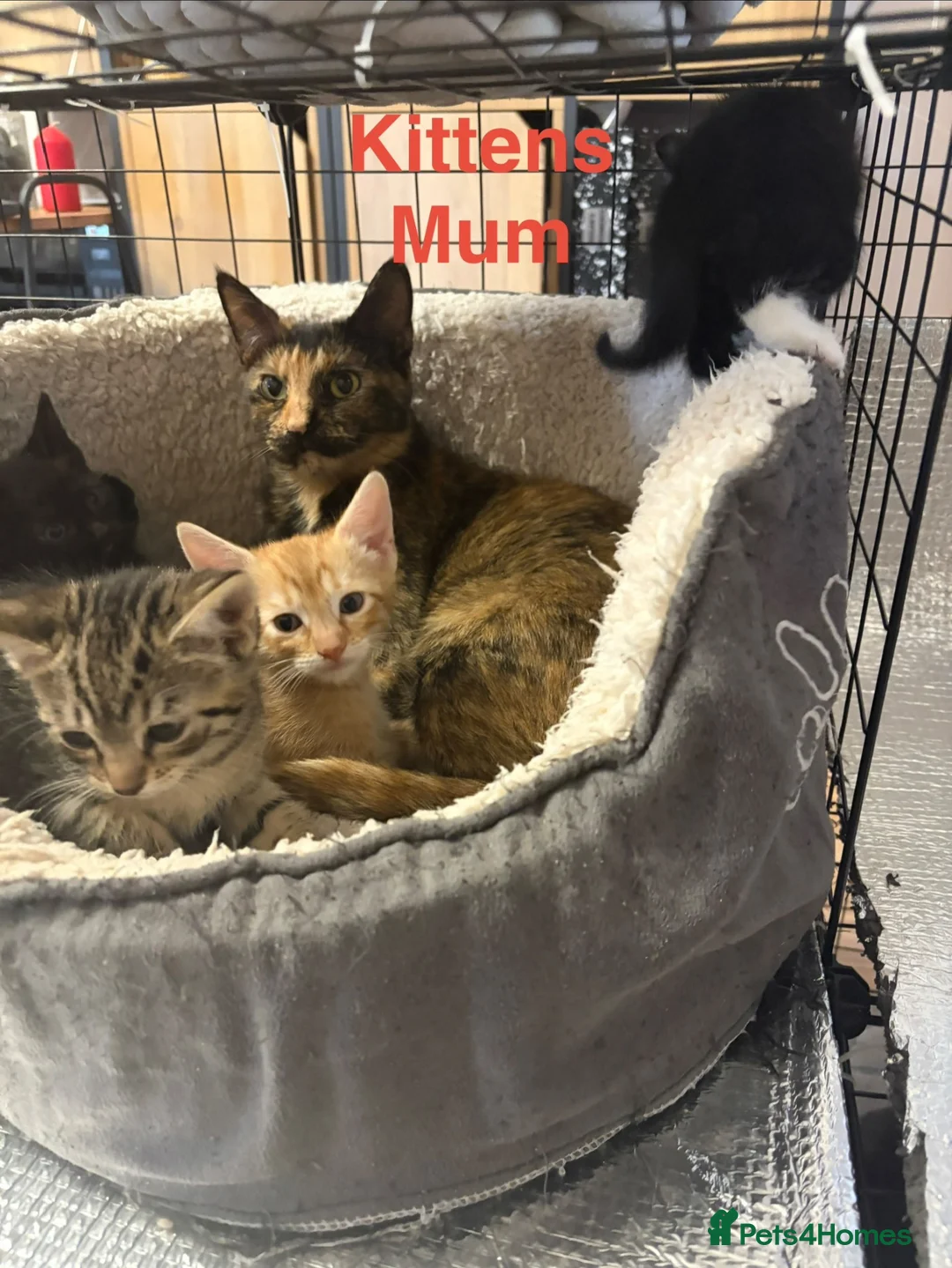 Mixed Breed cats for sale: Kittens looking for a lovely family  - Advert 2