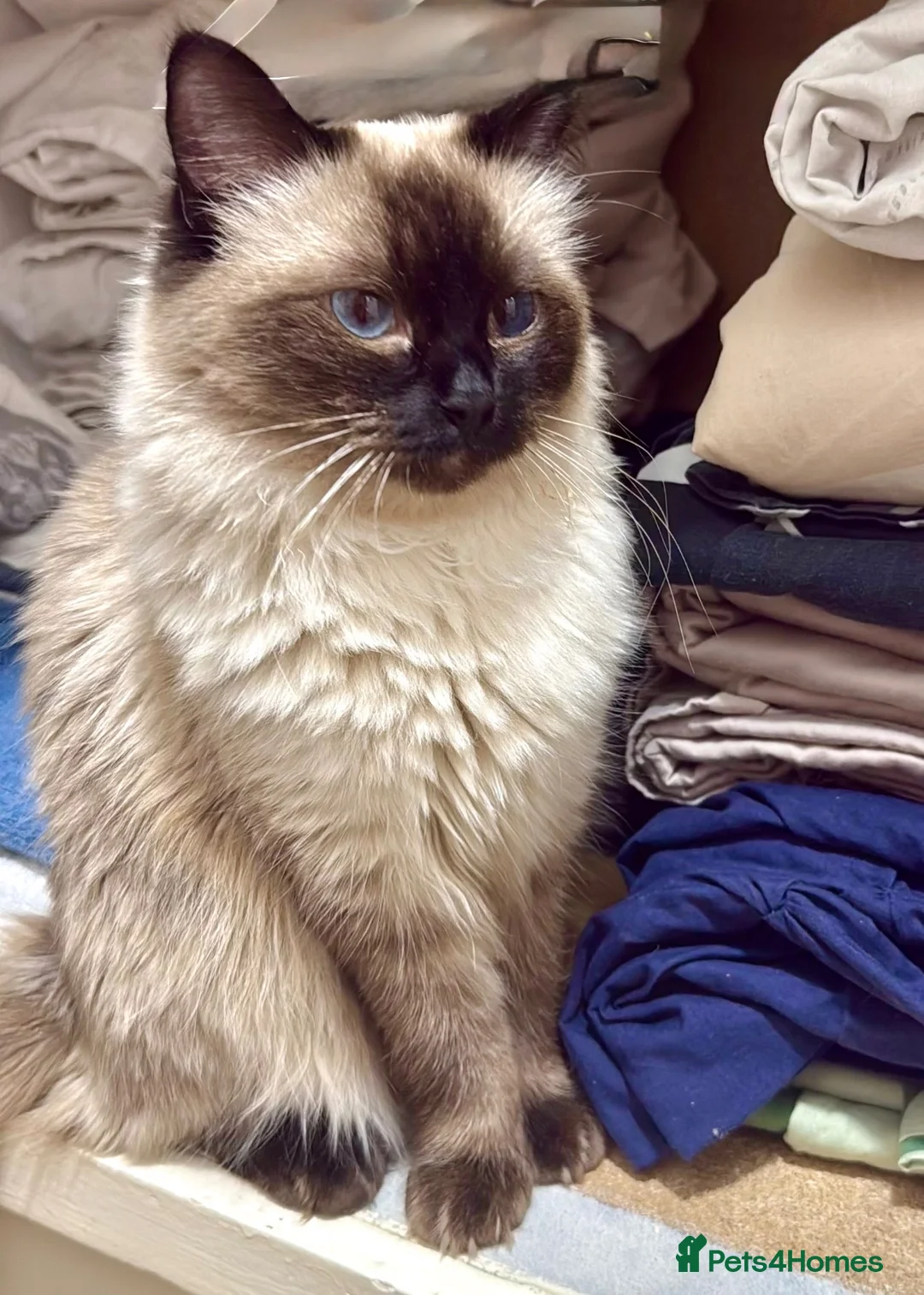 Mixed Breed cats for sale: Four Stunning Ragdoll x Ragamuffin kittens  - Advert 1