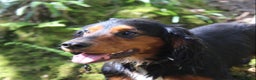 Cocker Spaniel dogs for stud: Health Tested Black & Tan W/Cocker Spaniel Stud in Totnes - Advert 14