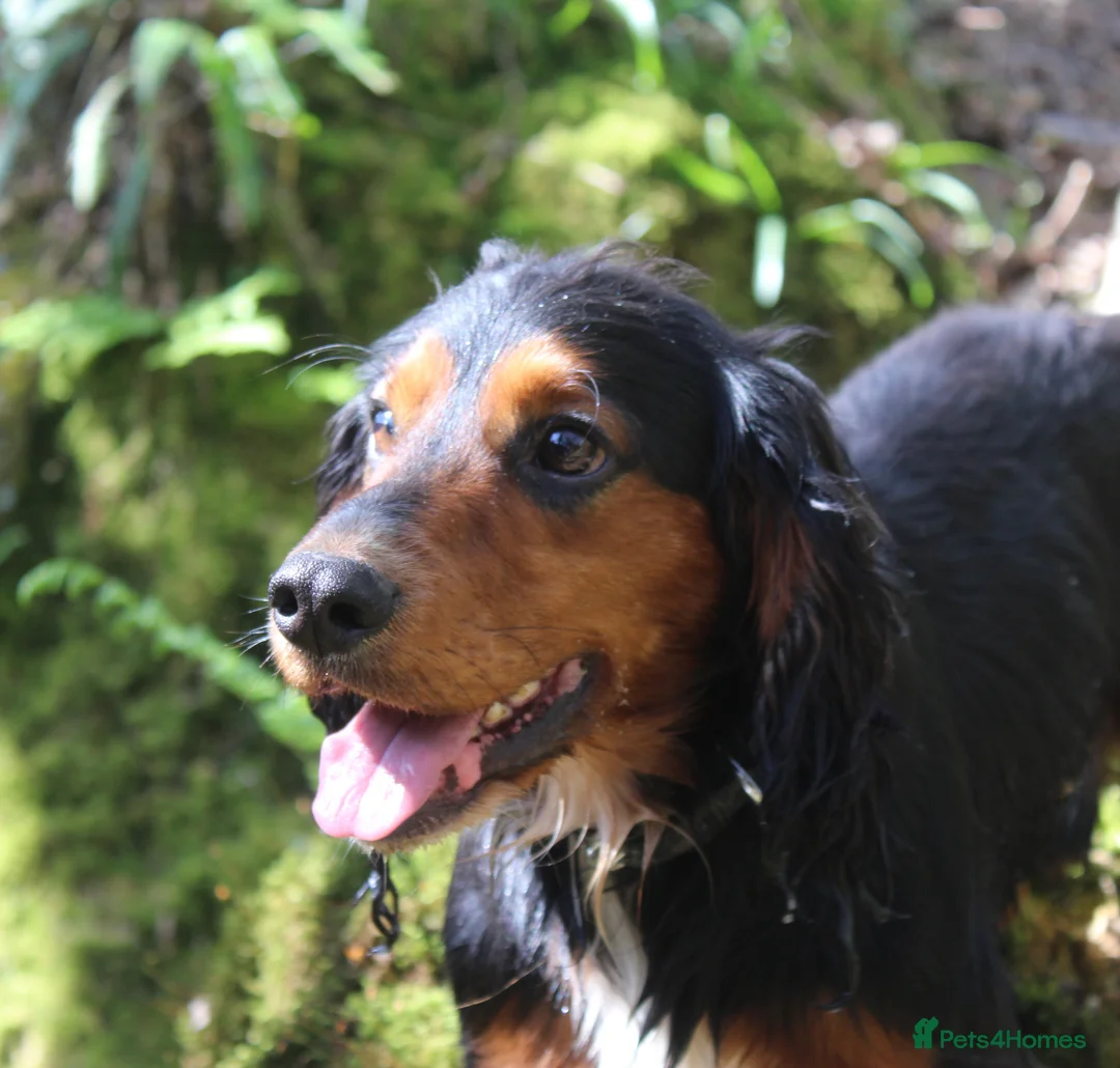 Cocker Spaniel dogs for stud: Health Tested Black & Tan W/Cocker Spaniel Stud in Totnes - Advert 14