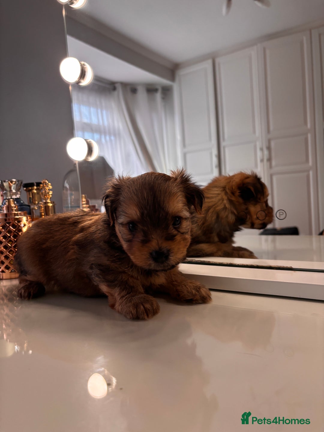 Yorkshire Terrier dogs for sale: Pedigree Yorkshire Terrier - Advert 19