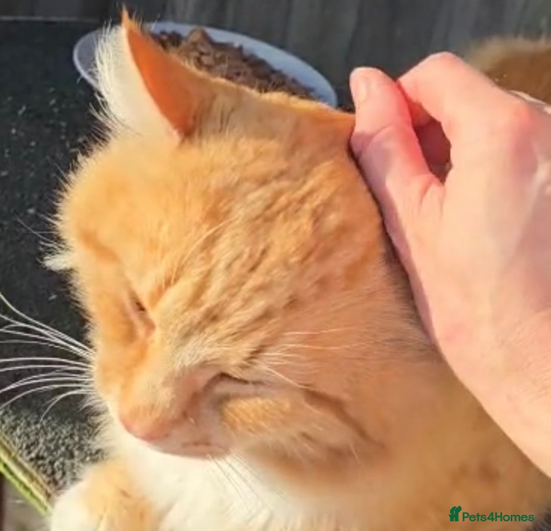 Mixed Breed cats for adoption: Tiger the rescue ginger tom - Advert 1