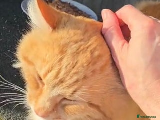 Mixed Breed cats Tiger the rescue ginger tom - Advert 3