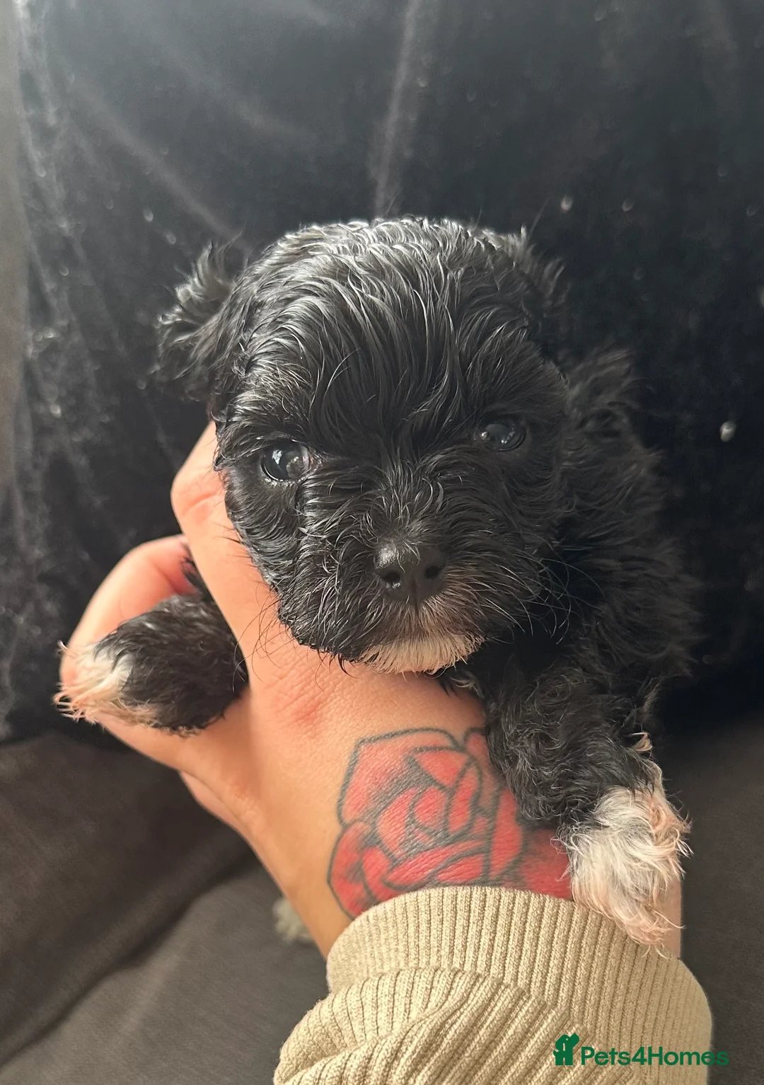 Maltipoo dogs for sale: F1 Toy Maltipoos - Advert 9