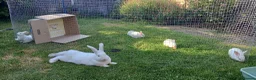 New Zealand rabbits for sale: New Zealand white kits for sale  in Wallington - Advert 2
