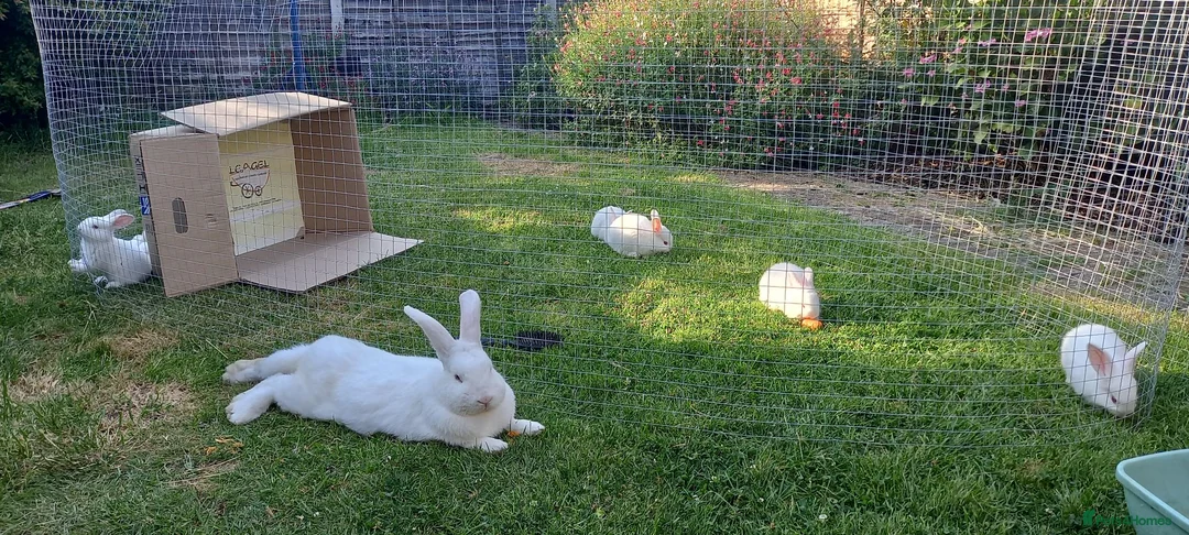 New Zealand rabbits for sale: New Zealand white kits for sale  in Wallington - Advert 2