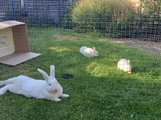 New Zealand rabbits New Zealand white kits for sale - Advert 2