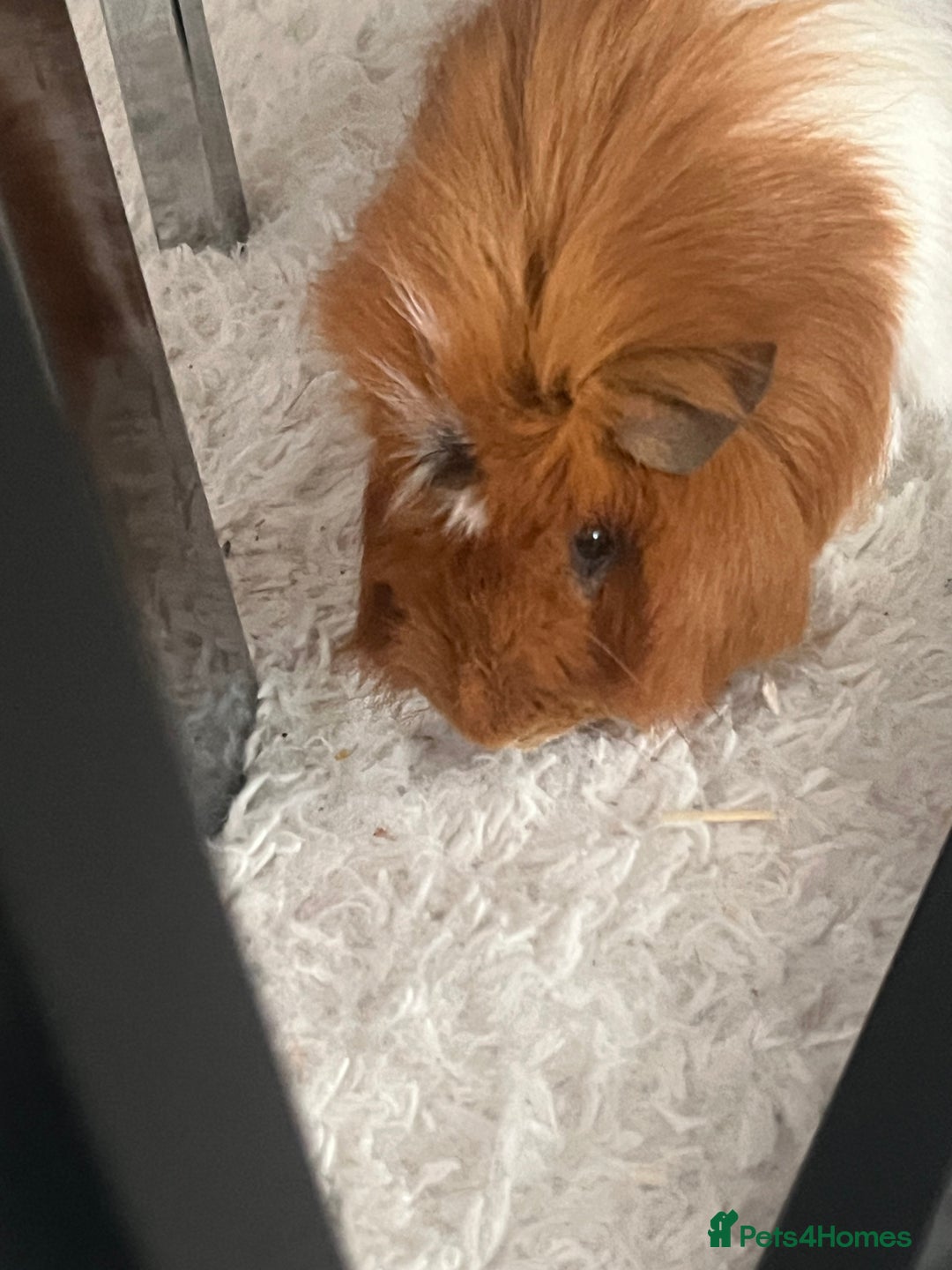Guinea Pig rodents for sale: 2 male Guinea pigs Grinch(dark & Max(brown) - Image 7