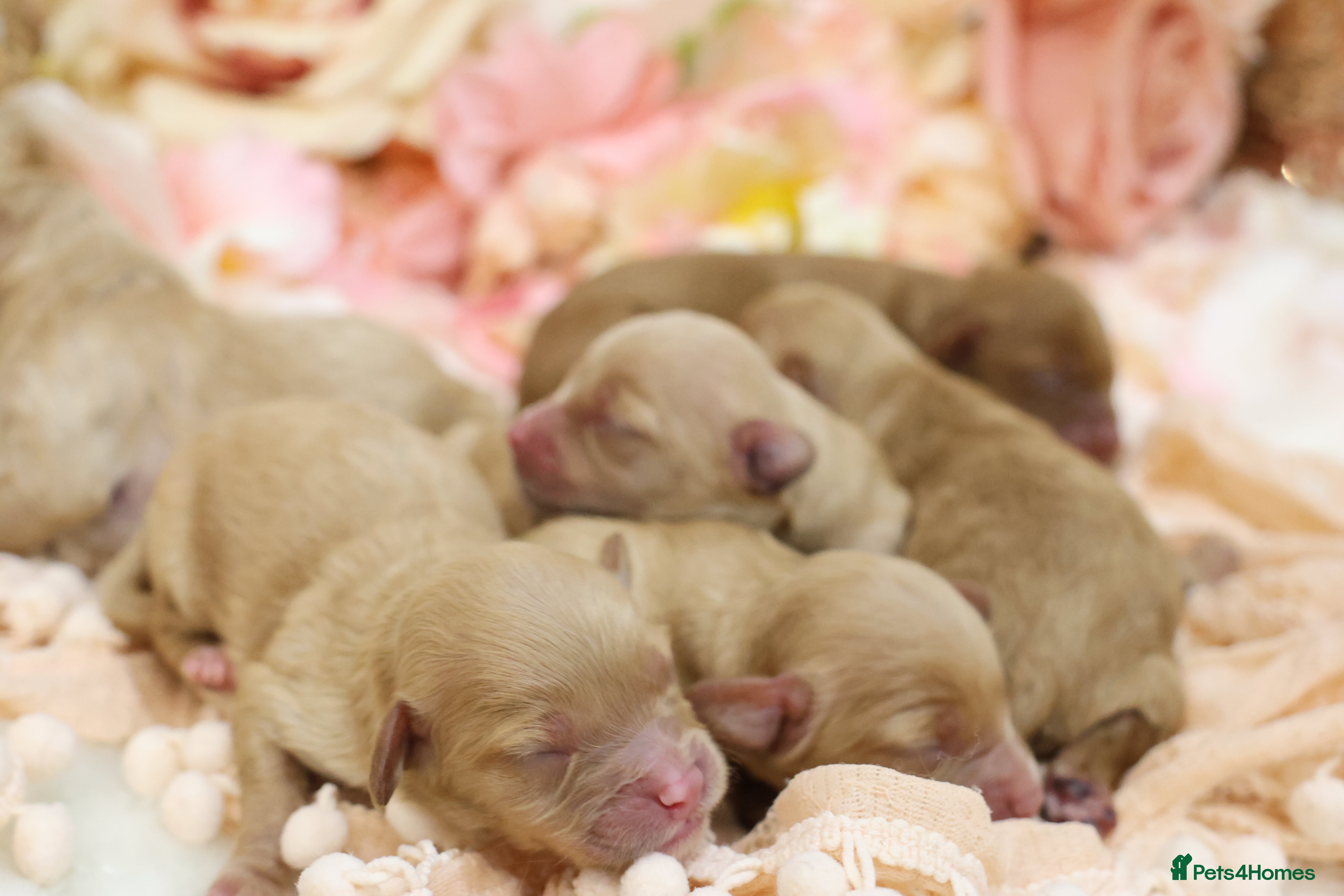 Cavapoo dogs Health Tested Cavapoo Puppies - Advert 3