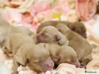 Cavapoo dogs Health Tested Cavapoo Puppies - Advert 3