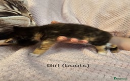 Mixed Breed cats for sale: British Long hair x kittens ONLY 4 FEMALES LEFT - Image 4