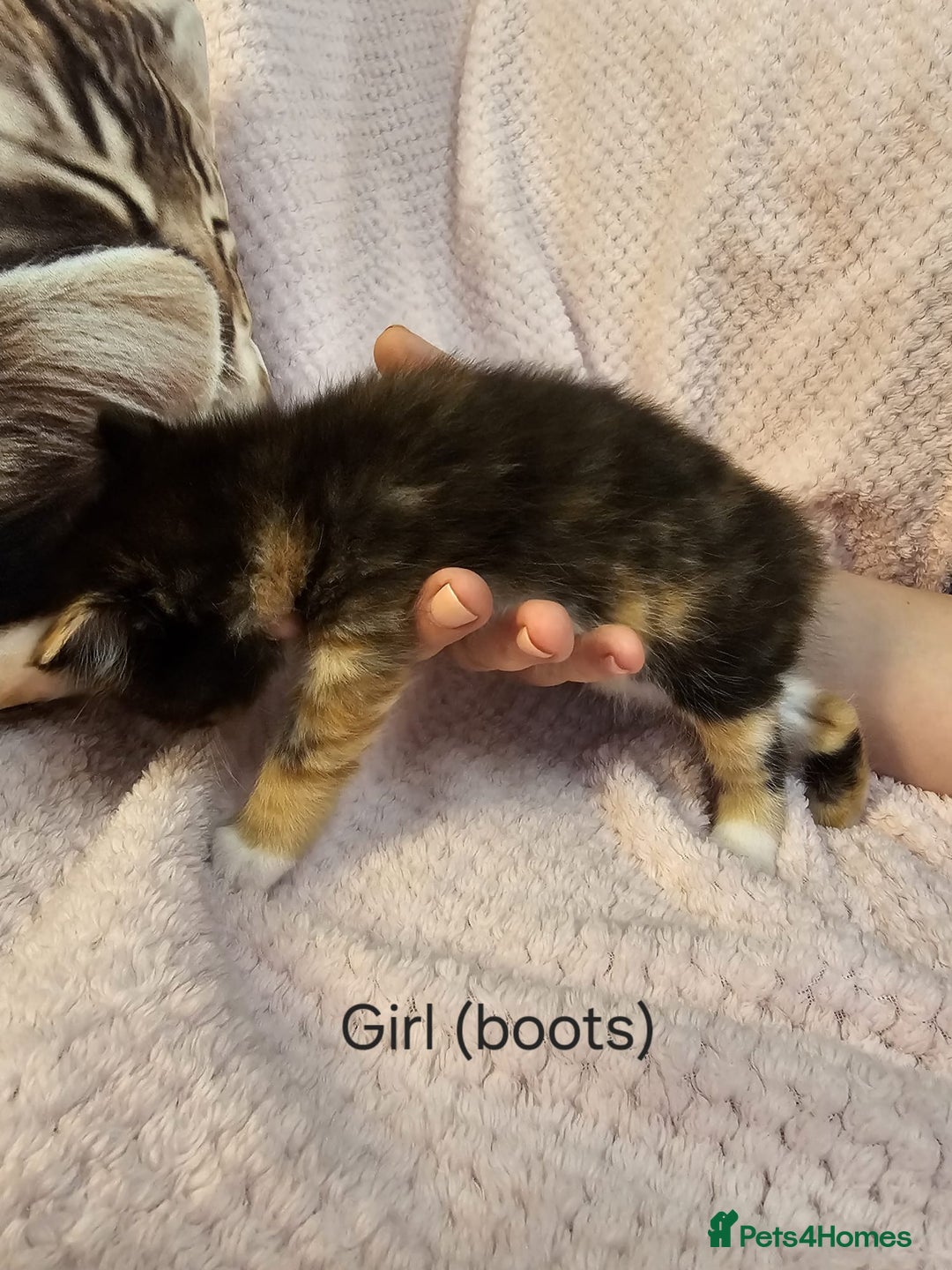 Mixed Breed cats for sale: British Long hair x kittens ONLY 4 FEMALES LEFT - Image 4