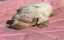 Miniature Dachshund dogs for sale: Miniature dachshund puppy’s ❤️ - Image 14