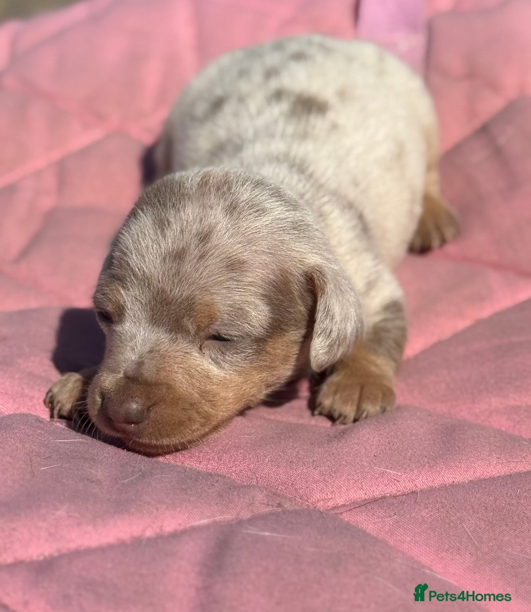 Miniature Dachshund dogs for sale: Miniature dachshund puppy’s ❤️ - Image 14