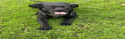 Cane Corso dogs for sale: X4 female cane corso  - Advert 15