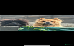 Chow Chow dogs for sale: Baby chow chows  - Image 16