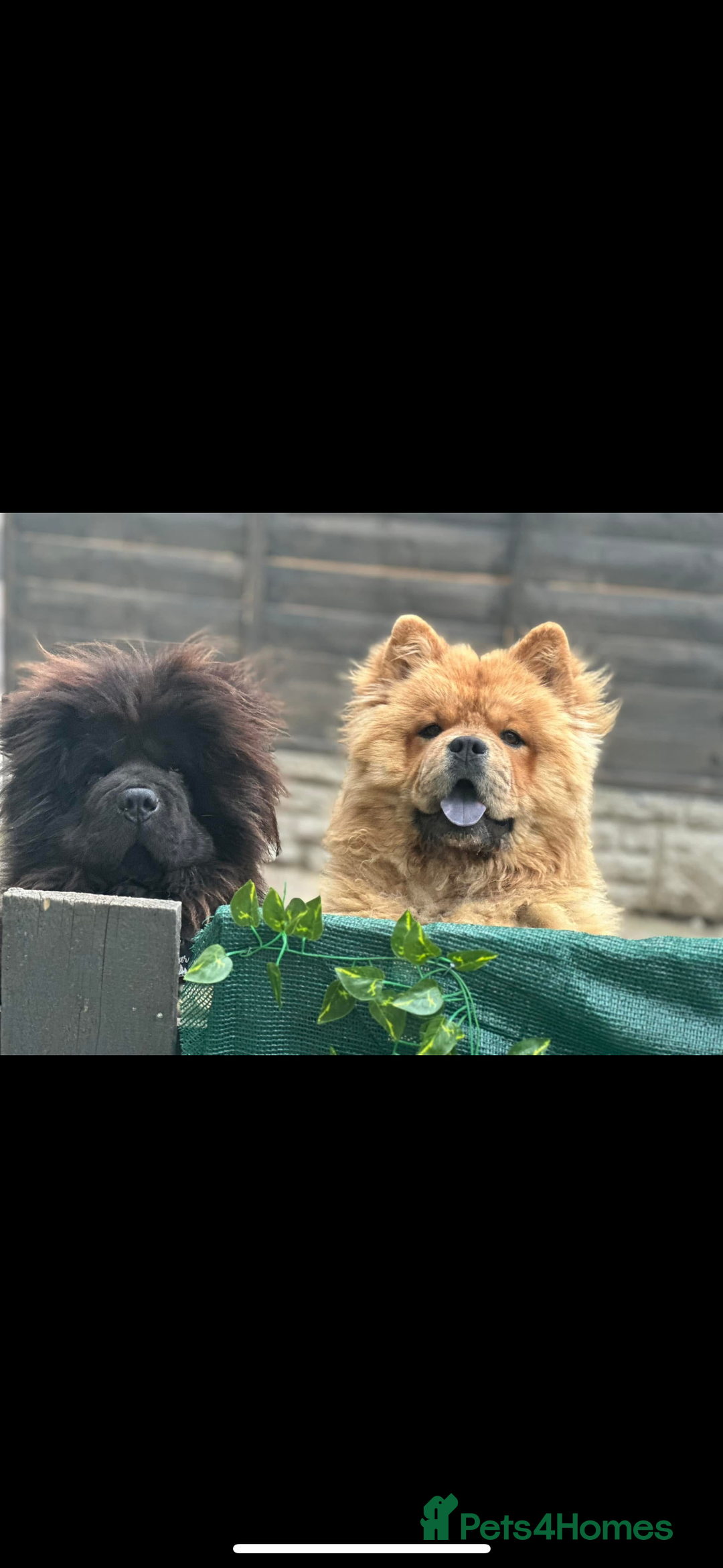 Chow Chow dogs for sale: Baby chow chows  - Image 16