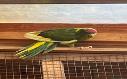 Parakeets birds for sale: Kakarikis  - Image 6