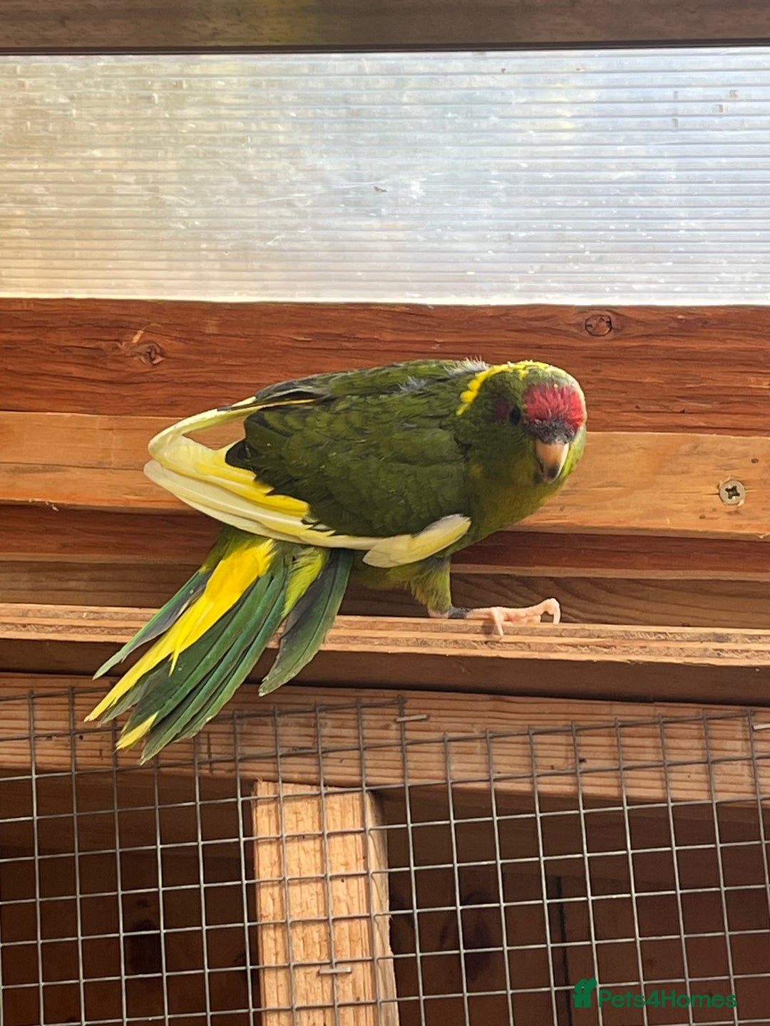 Parakeets birds for sale: Kakarikis  - Image 6