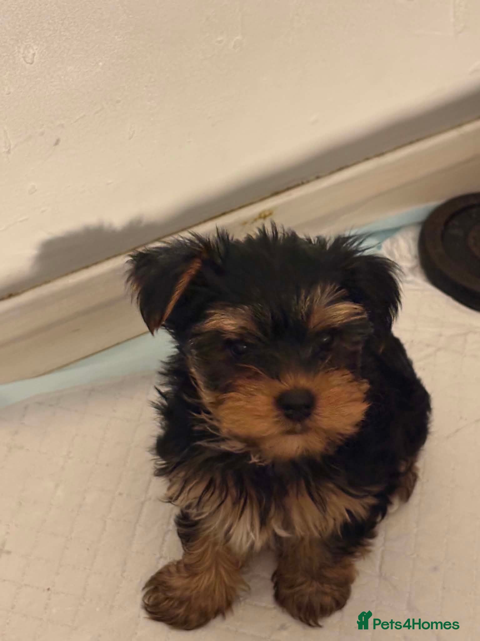 Yorkshire Terrier dogs 2 Yorkshire Terrier Girls Ready Now - Advert 2