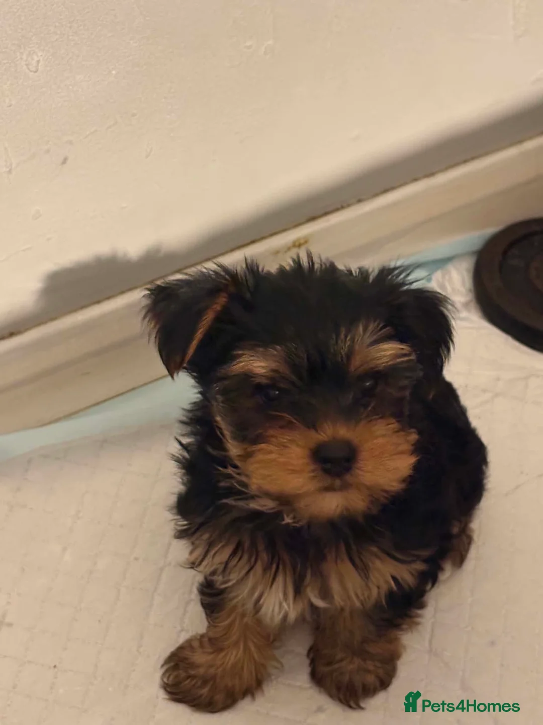 Yorkshire Terrier dogs for sale: 2 Yorkshire Terrier Girls Ready Now in Chelmsford - Advert 1