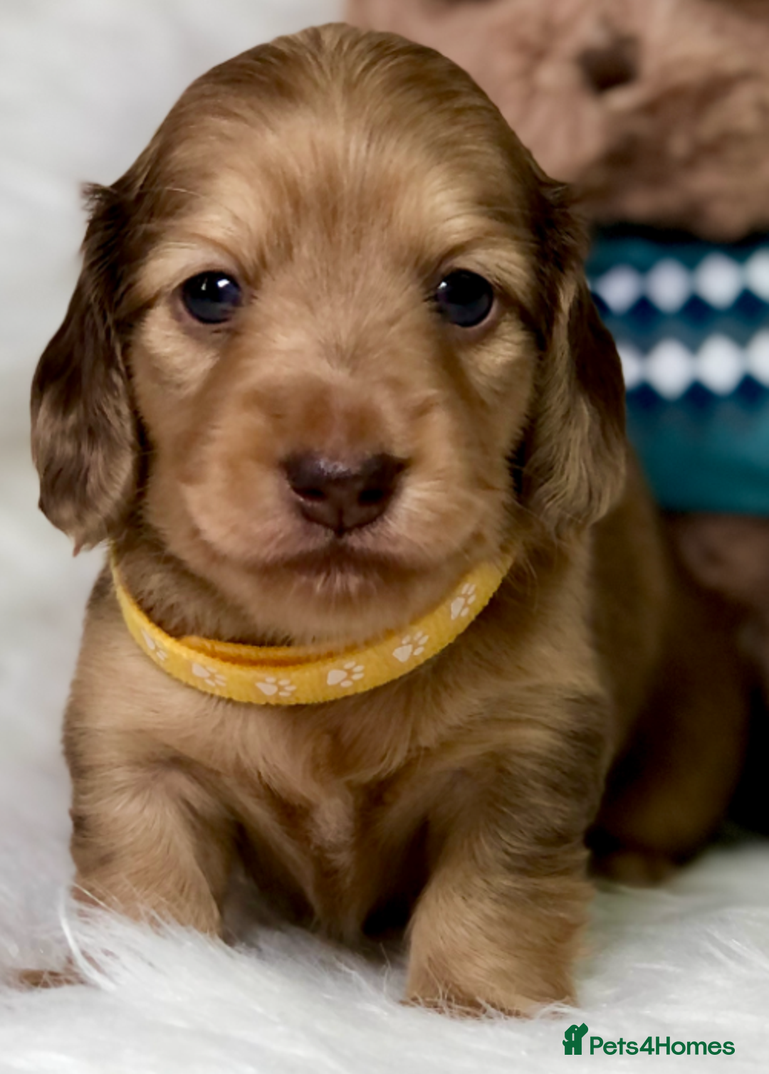 Miniature Dachshund dogs for sale: Cream Miniature Long-Haired Dachshund Puppies - Image 3